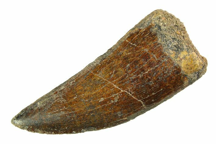 Carcharodontosaurus Tooth - Real Dinosaur Tooth #351718